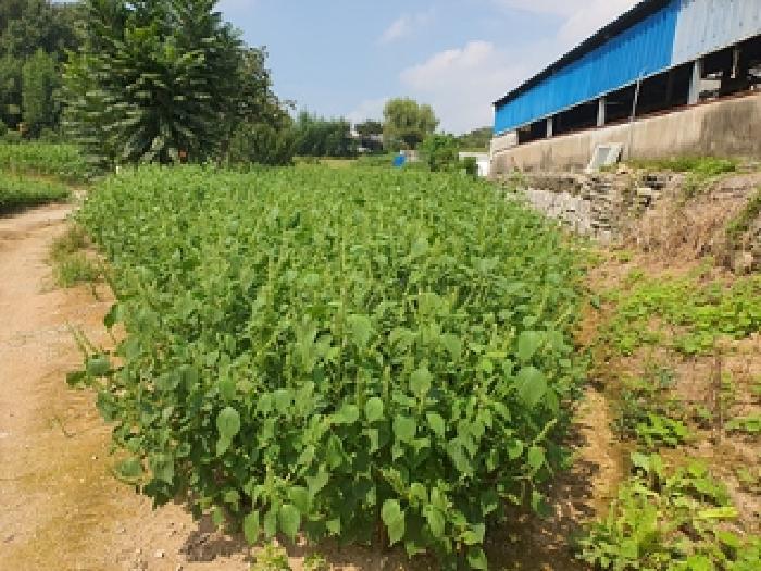 경상남도 김해시 한림면 장방리 1164-5 전 경매 사진 15