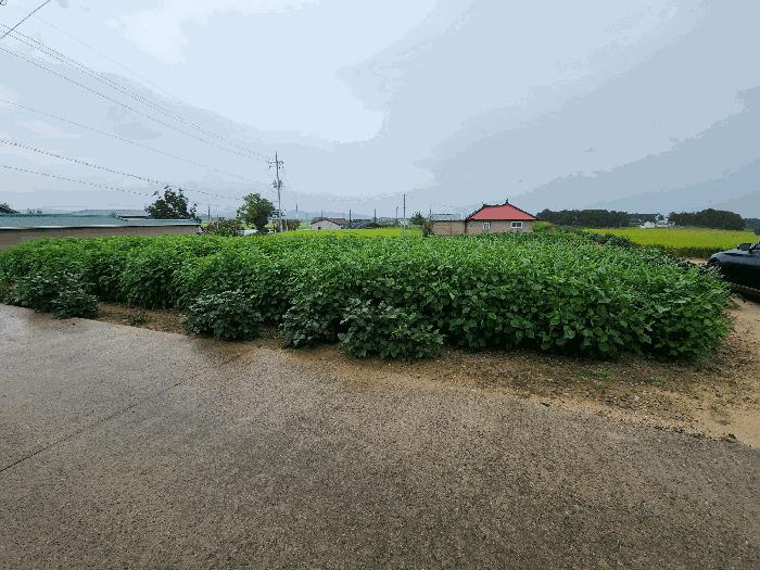 충청남도 당진시 우강면 원치리 111 대지 경매 사진 2