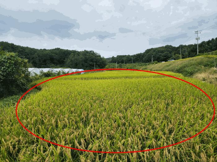 충청남도 당진시 송악읍 오곡리 337 답 경매 사진 3