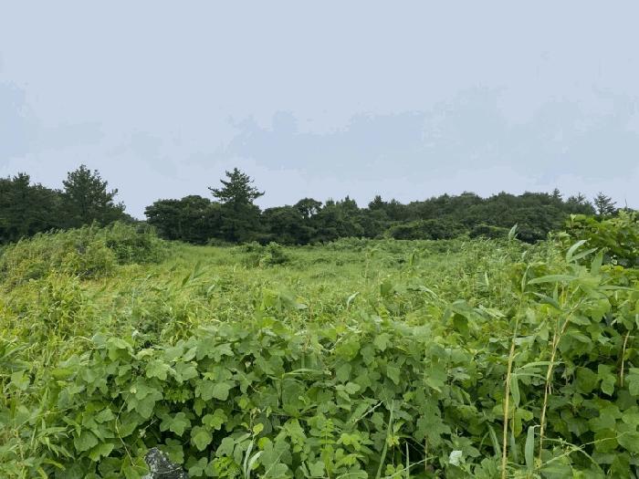 제주 서귀포시 임야