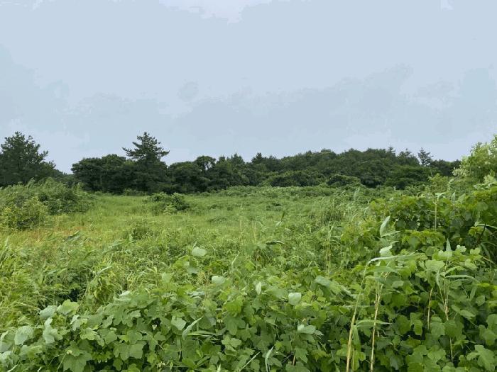 제주특별자치도 서귀포시 표선면 가시리 3440-21 임야 경매 사진 6