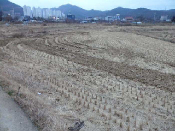 대구광역시 달성군 논공읍 금포리 1044 답 경매 사진 6