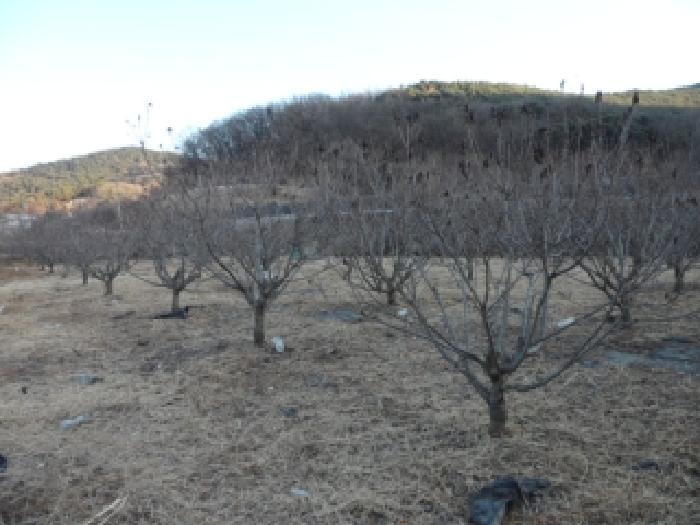 대구광역시 달성군 화원읍 명곡리 703 답 경매 사진 9