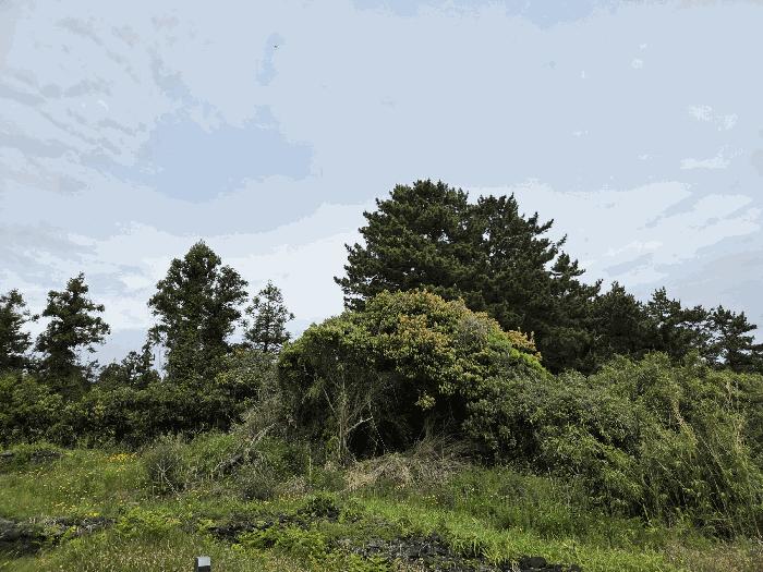 제주특별자치도 서귀포시 성산읍 신산리 105-1 과수원 경매 사진 20