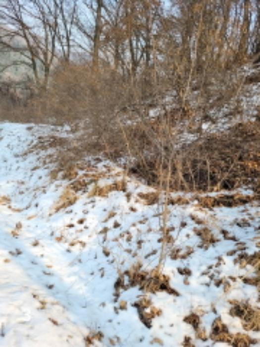경기도 양평군 용문면 중원리 산137-2 임야 경매 사진 16