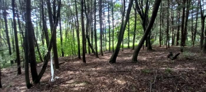 경기도 포천시 일동면 사직리 354 전 경매 사진 8