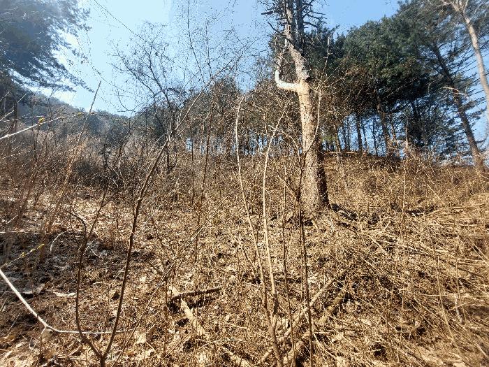 경기도 가평군 가평읍 금대리 산165-1 임야 경매 사진 4