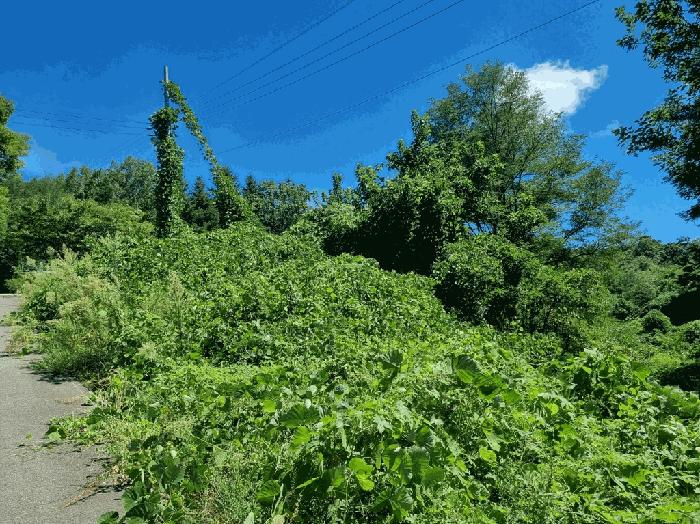 경상북도 칠곡군 가산면 학산리 산77-5 임야 경매 사진 2