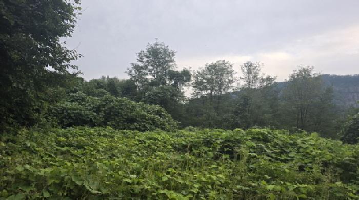 경상북도 칠곡군 가산면 학산리 산77-5 임야 경매 사진 5