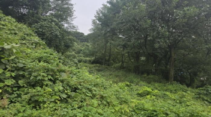 경상북도 칠곡군 가산면 학산리 산77-5 임야 경매 사진 6