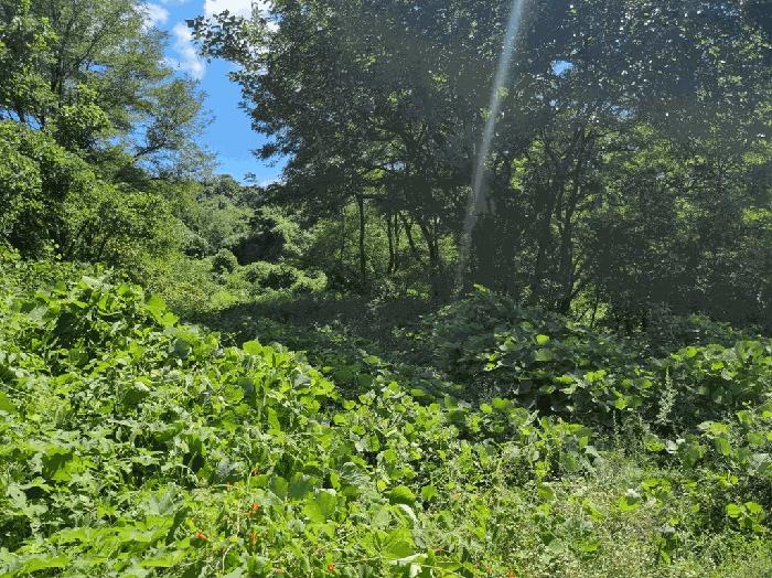 경상북도 칠곡군 가산면 학산리 산77-5 임야 경매 사진 7