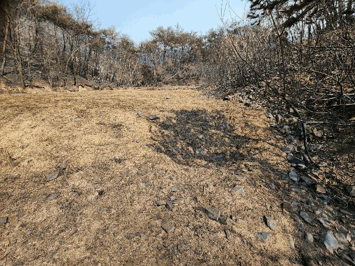 경상북도 의성군 점곡면 사촌리 29 답 경매 사진 11