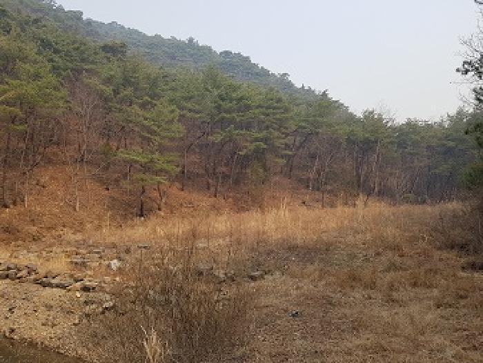경상북도 의성군 점곡면 사촌리 29 답 경매 사진 20