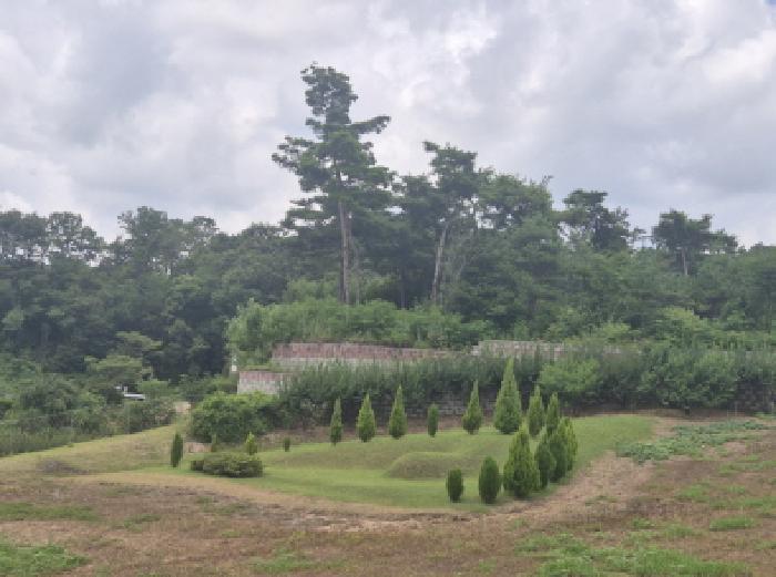 세종특별자치시 장군면 대교리 79-151 임야 경매 사진 14