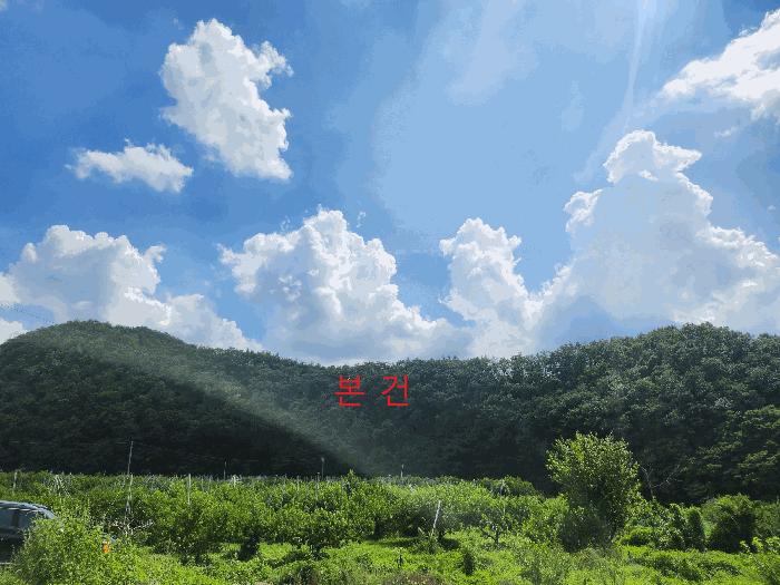 경상북도 영천시 임고면 사리 산20 임야 경매 사진 1