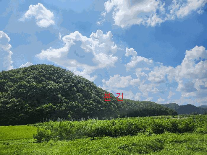경상북도 영천시 임고면 사리 산20 임야 경매 사진 2