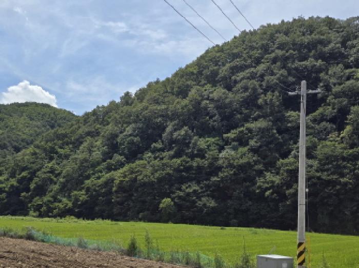 경상북도 영천시 임고면 사리 산20 임야 경매 사진 3