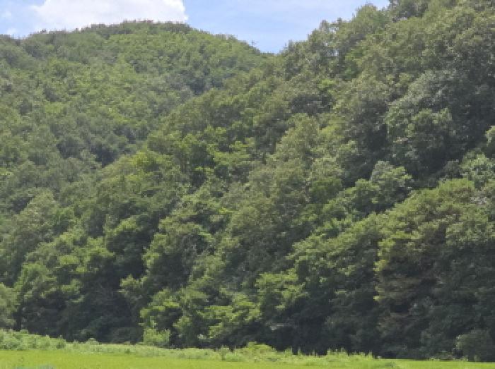 경상북도 영천시 임고면 사리 산20 임야 경매 사진 4