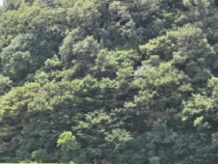 경상북도 영천시 임고면 사리 산20 임야 경매 사진 5