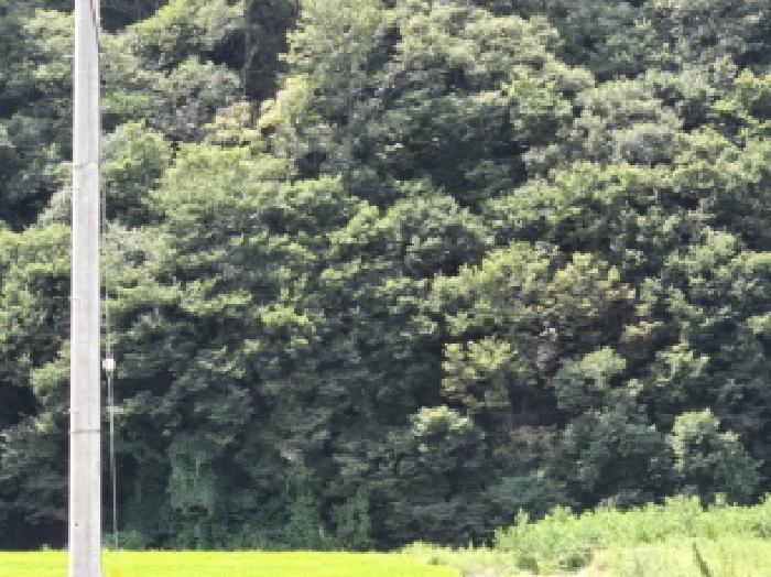 경상북도 영천시 임고면 사리 산20 임야 경매 사진 6