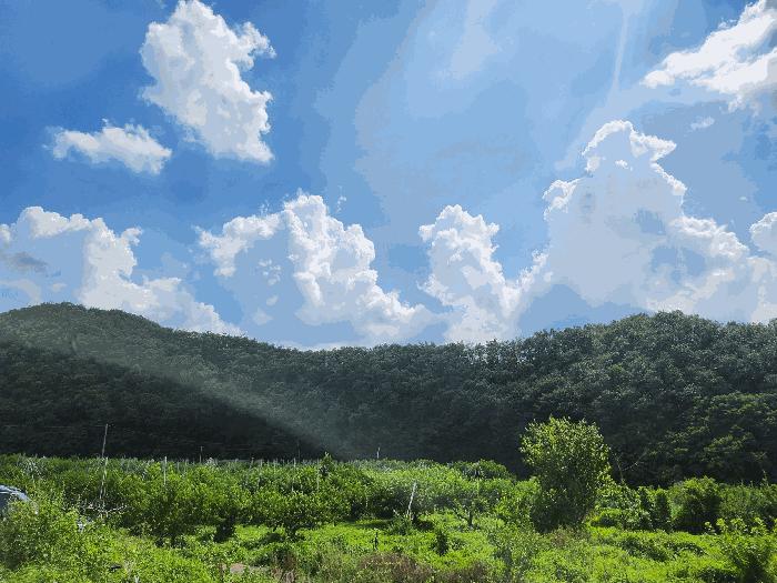 경상북도 영천시 임고면 사리 산20 임야 경매 사진 7