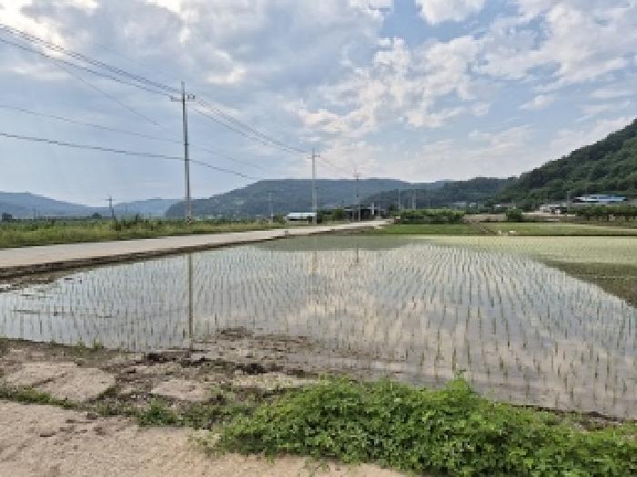 경상북도 의성군 봉양면 장대리 172-4 답 경매 사진 5