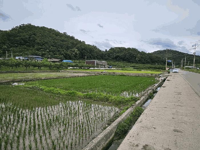 경상북도 의성군 봉양면 삼산리 604 답 경매 사진 3
