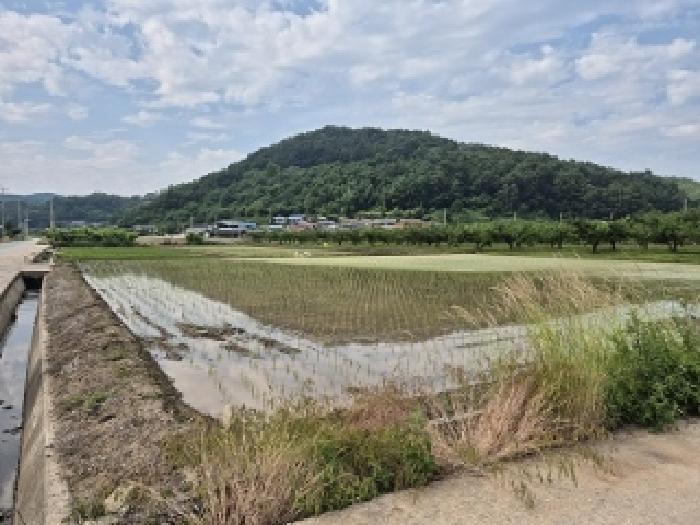 경상북도 의성군 봉양면 삼산리 604 답 경매 사진 4