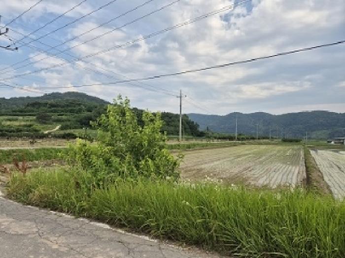 경상북도 의성군 봉양면 삼산리 604 답 경매 사진 7