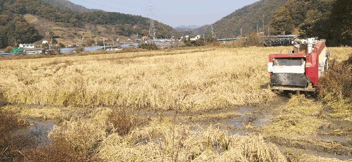 충청남도 금산군 추부면 성당리 620-1 답 경매 사진 2