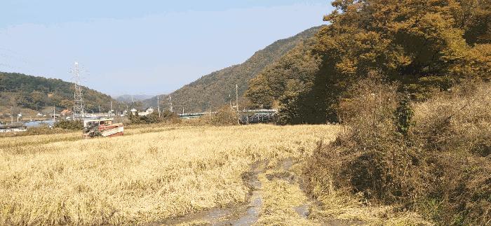 충청남도 금산군 추부면 성당리 620-1 답 경매 사진 3
