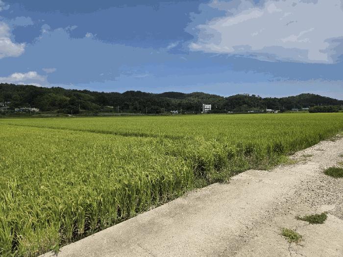 울산광역시 울주군 온양읍 동상리 236 답 경매 사진 1