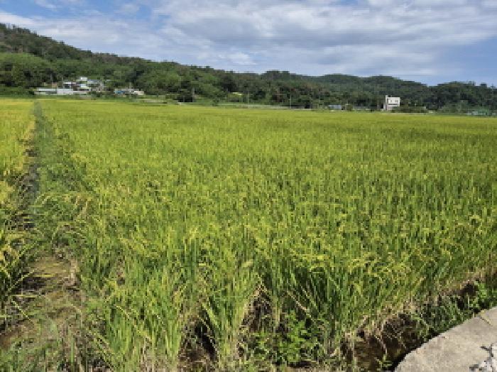 울산광역시 울주군 온양읍 동상리 236 답 경매 사진 5