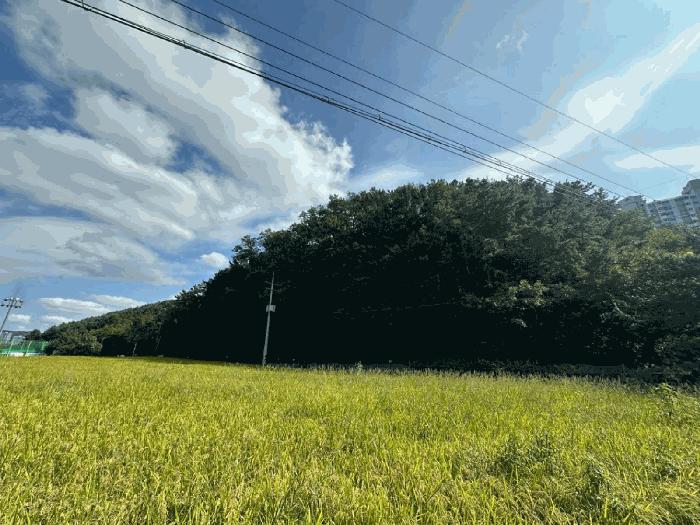 울산광역시 울주군 범서읍 천상리 산76 임야 경매 사진 1
