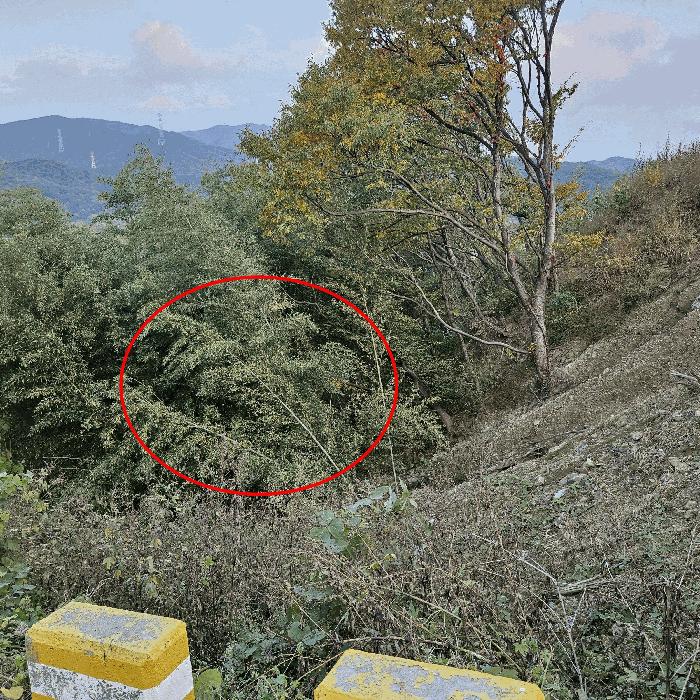 경상남도 양산시 상북면 소석리 573-1 임야 경매 사진 4