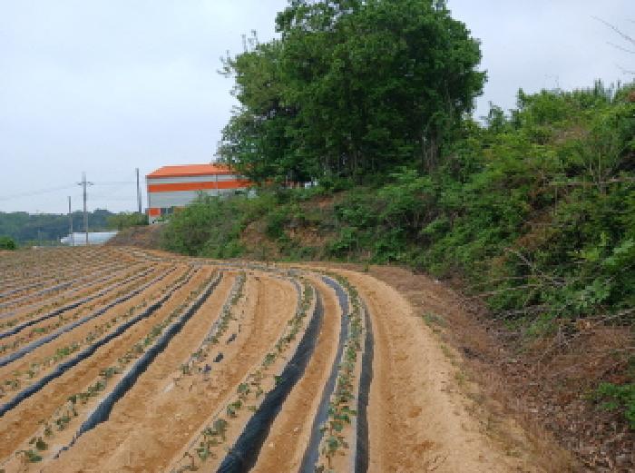 충청남도 당진시 석문면 삼봉리 142-10 임야 경매 사진 5