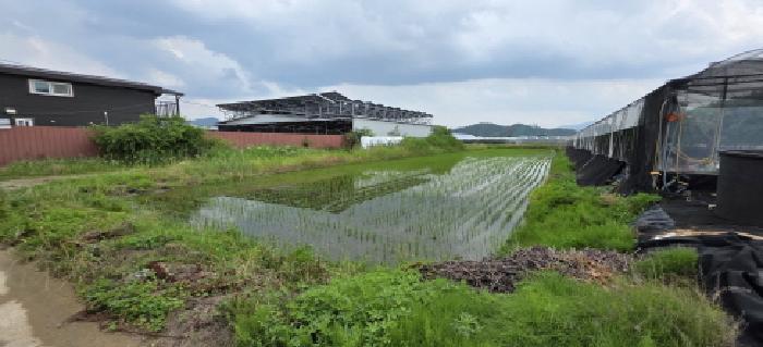경상북도 김천시 개령면 황계리 1103-1 답 경매 사진 3