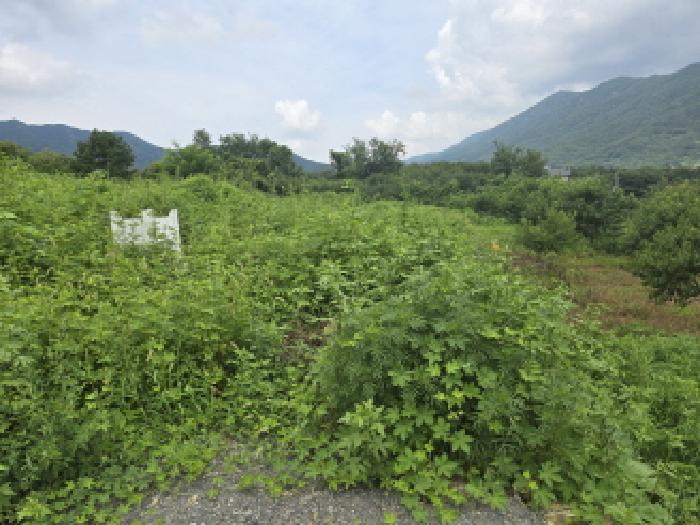 경상북도 경산시 와촌면 강학리 658-6 전 경매 사진 13