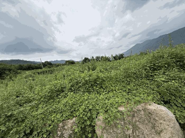 경상북도 경산시 와촌면 강학리 658-6 전 경매 사진 4