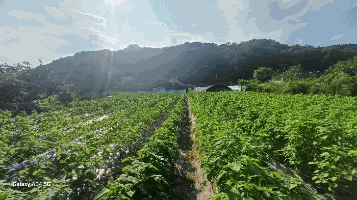 대구광역시 북구 도남동 196-2 답 경매 사진 9