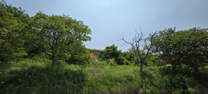 경상북도 김천시 개령면 덕촌리 264 전 경매 사진 12