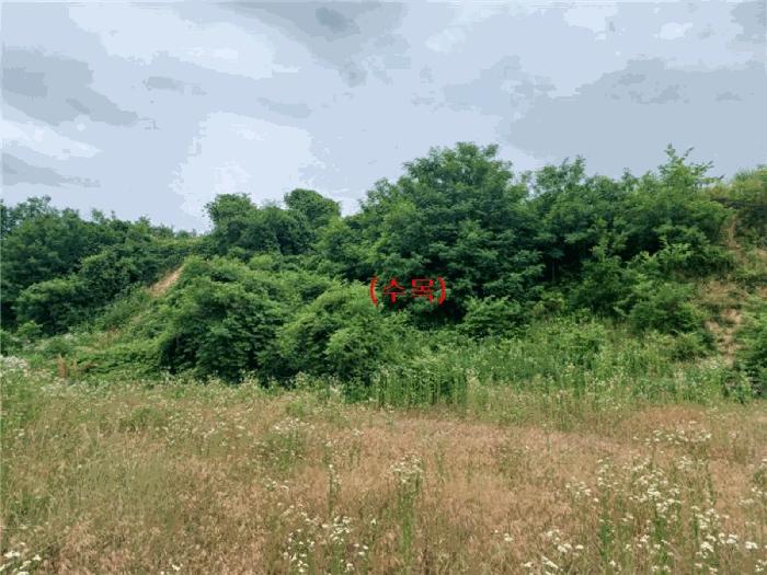 경상북도 김천시 개령면 덕촌리 264 전 경매 사진 6