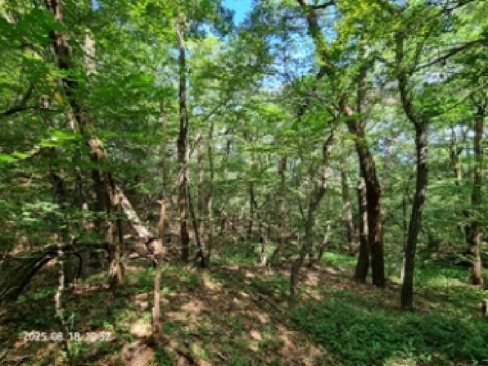 경상남도 창원시 성산구 남지동 산60 임야 경매 사진 3