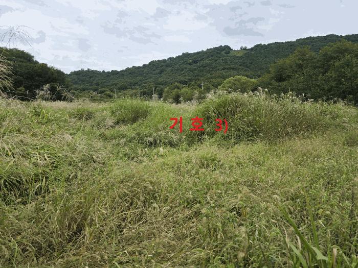 경상북도 성주군 월항면 지방리 502-2 답 경매 사진 11