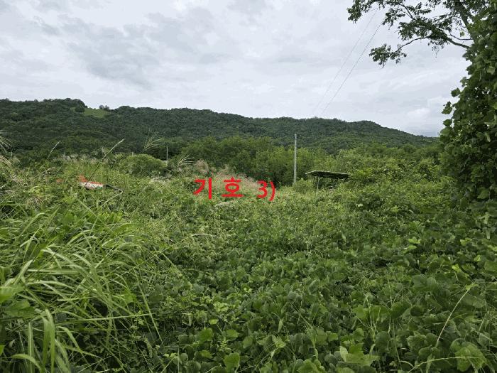 경상북도 성주군 월항면 지방리 502-2 답 경매 사진 4