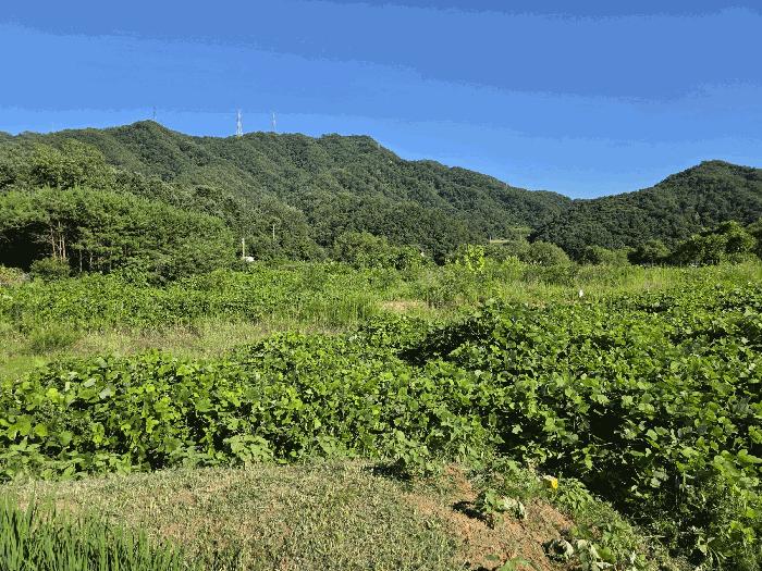 경기도 가평군 가평읍 금대리 100-7 답 경매 사진 8