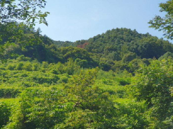 경기도 가평군 가평읍 금대리 476-5 전 경매 사진 10