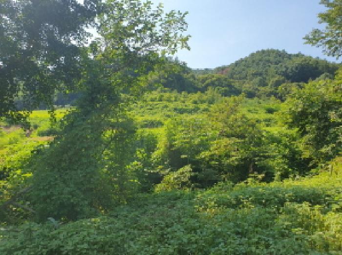 경기도 가평군 가평읍 금대리 476-5 전 경매 사진 9