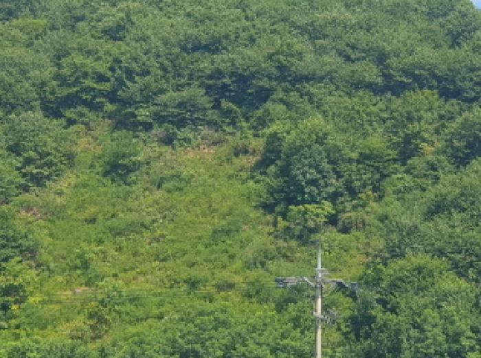 경기도 가평군 청평면 하천리 117-31 임야 경매 사진 4