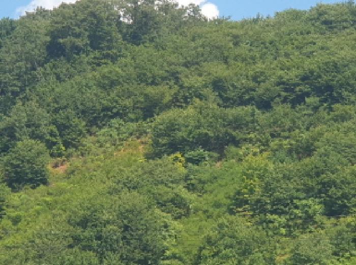 경기도 가평군 청평면 하천리 117-31 임야 경매 사진 5